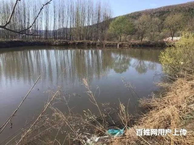胜利林场鱼塘山庄出售 - 图片 2