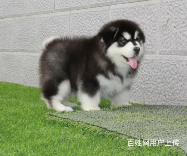 熊版大骨量巨型阿拉斯加雪橇犬 包健康 签协议 - 图片 3