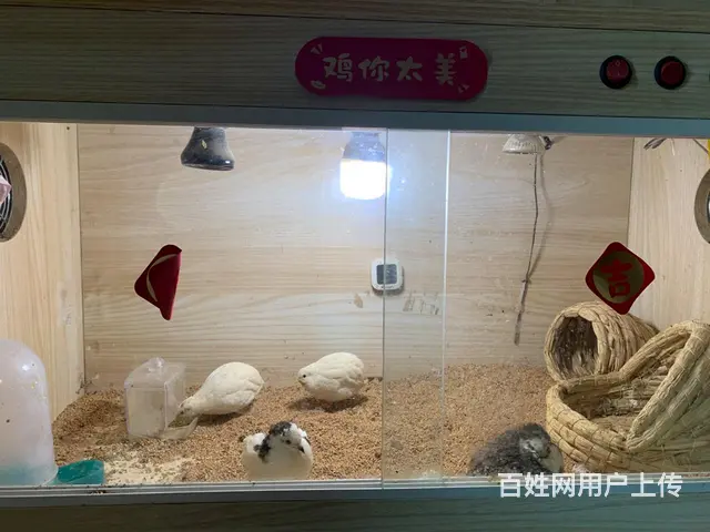 芦丁鸡笼 - 图片 4