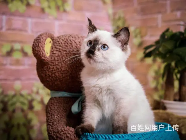 承德出售自家繁殖纯种暹罗猫幼猫 健康保障 可送货 - 图片 7