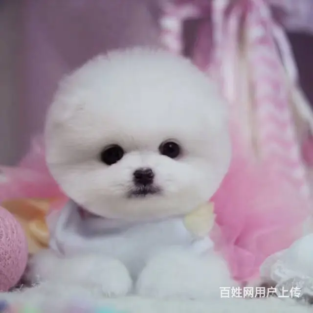 出售博美犬 哈多利球形俊介血系均有 - 图片 4