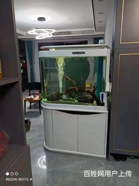 观赏鱼、鱼缸 - 图片 4