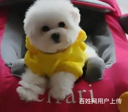 出售纯种比熊犬幼犬 棉花糖宝宝 北京法国比熊犬 - 图片 3