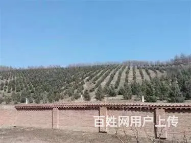 口前附近10垧土地林地出售 - 图片 6