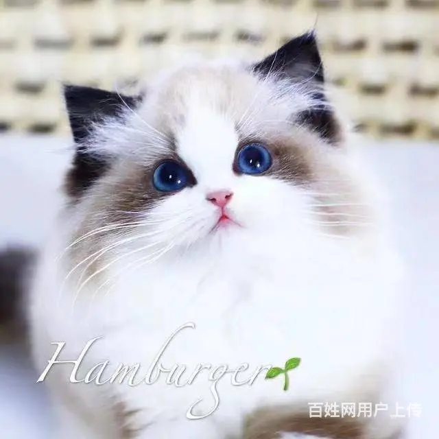 哪里有布偶猫？布偶猫多少钱？布偶猫长大多重？ - 图片 2
