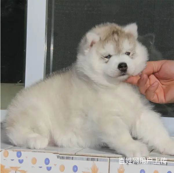 吕梁哪里有卖拉布拉多犬，拉布拉多市场价格 - 图片 6