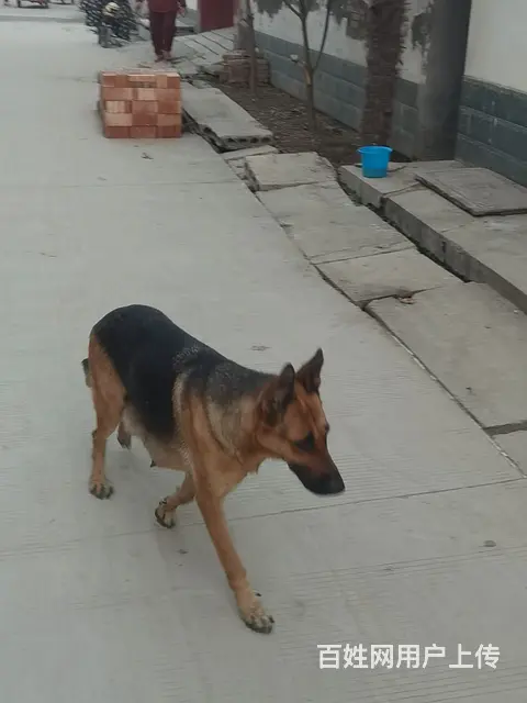 喜欢狼狗的来。工作犬 - 图片 11