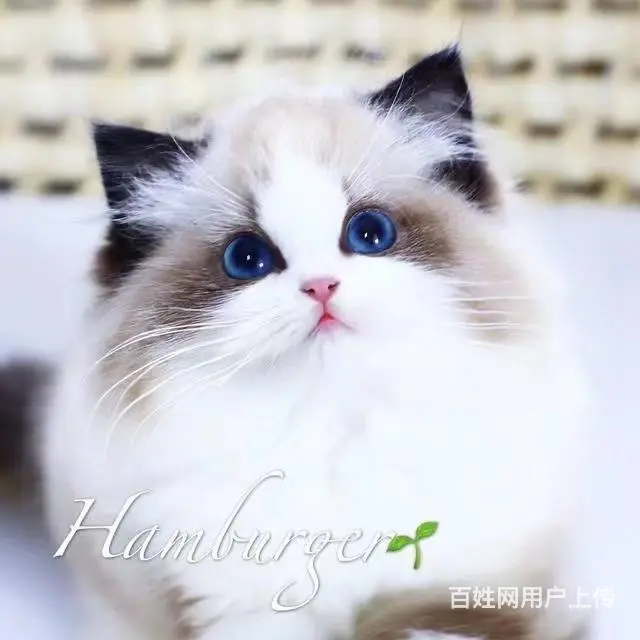 常州纯种布偶猫 保健康 自家繁育纯种 品相好 - 图片 6