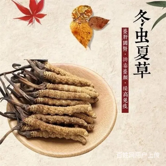 兰州城关区高价回收虫草(兰州雁滩高价回收冬虫夏草) - 图片 3