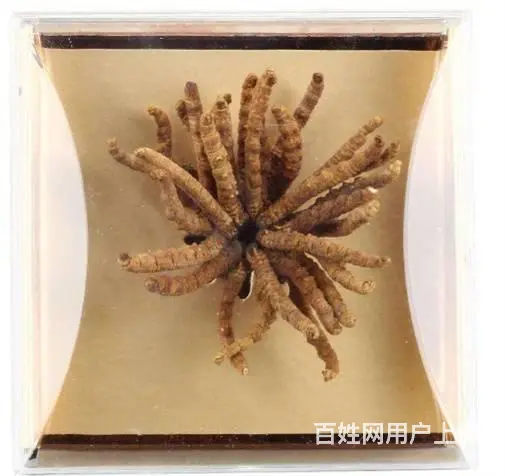 花都回收冬虫夏草店铺-花都发霉虫草专业回收 - 图片 4