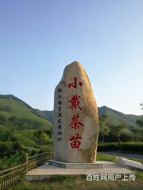 新生 希望 安吉白茶苗 自产自销 - 图片