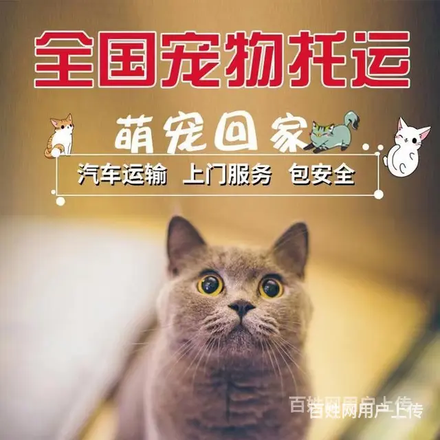 推荐） 自贡宠物托运到全国）（猫狗）邮寄快递（宠物活体运输） - 图片 1