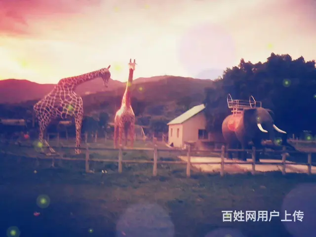 厦门台农鲜羊（牛）奶订购及配送（孕妇喝羊奶的好处 - 图片 4