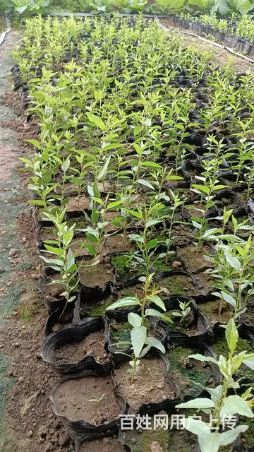 营养杯山枣树苗 - 图片 2