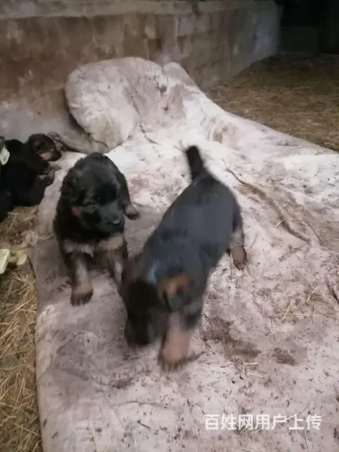 出信德牧幼犬 - 图片 3