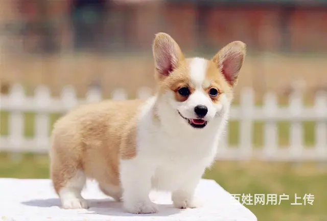 宿州本地柯基犬犬舍，本地柯基犬在哪里 - 图片 1