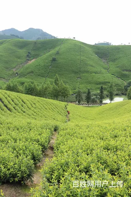 初秋的茶园 生机勃勃 小戴白茶直销 - 图片 1