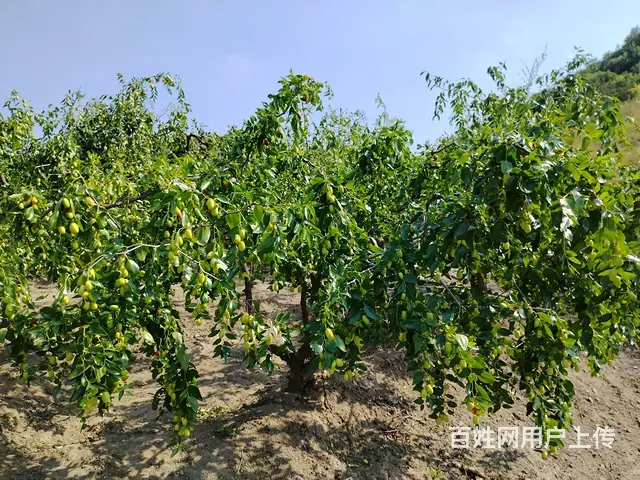 转让3亩大枣树果园，6亩田地，能进车价格面议 - 图片 1
