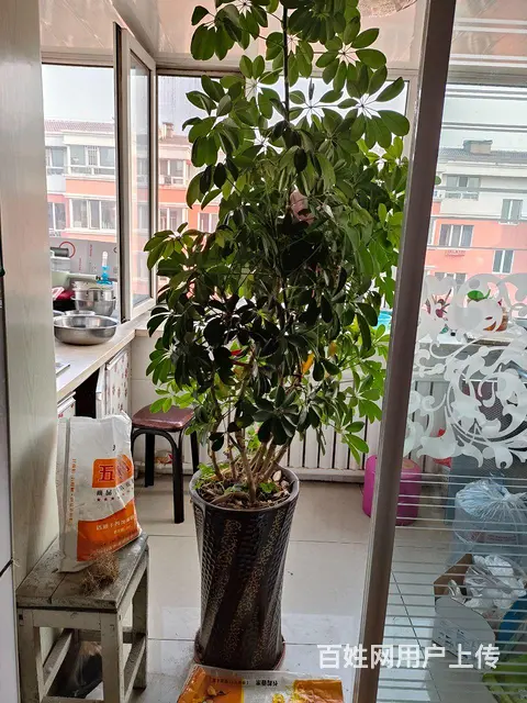 连花带盆都拿走 - 图片 1