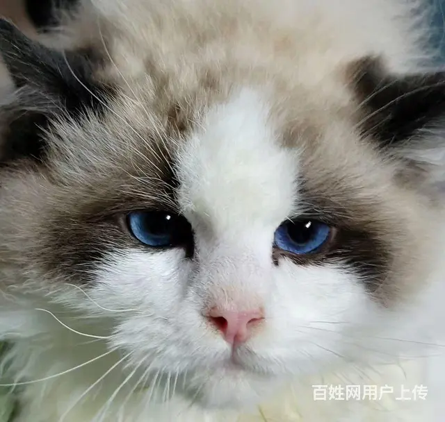 布偶猫 - 图片 1