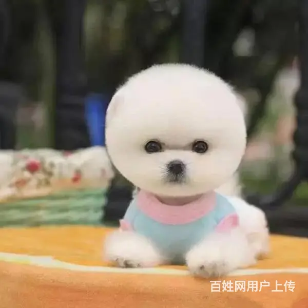 纯种哈多利博美 纯种球体博美 保健康 - 图片 6