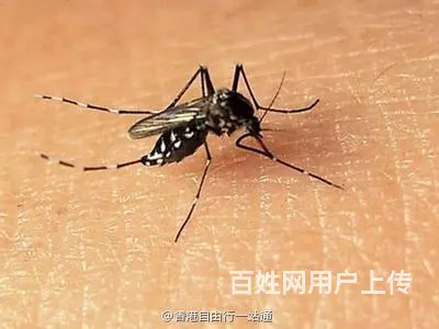 成都灭白蚁公司，成都除白蚁公司，成都白蚁防治公司 - 图片 3