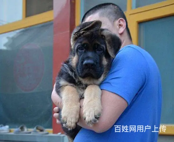 双血统德系纯种德牧出售 品相好大骨量 可上门挑选 - 图片 9