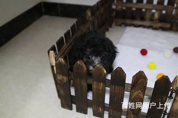小体泰迪熊 包纯种保健康 送货上门 - 图片 4