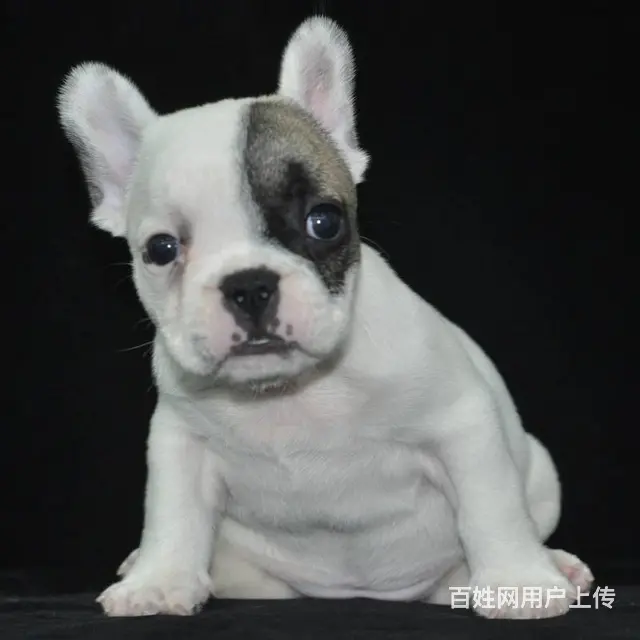 出售血统纯种法国斗牛犬狗狗奶油白色黑白黑法牛 - 图片 6