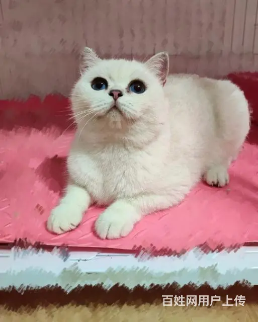 免费领养宠物猫 - 图片 1