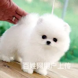 广州博美犬一只多少钱 实体犬舍 自家繁殖保健康 - 图片 6