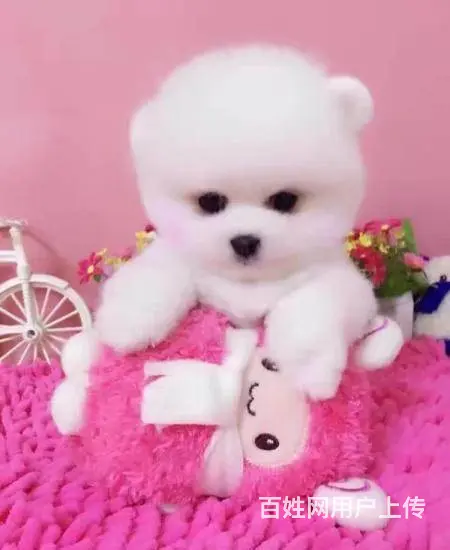 球体博美犬 出售哈多利版博美犬 可签售后协议 - 图片 11
