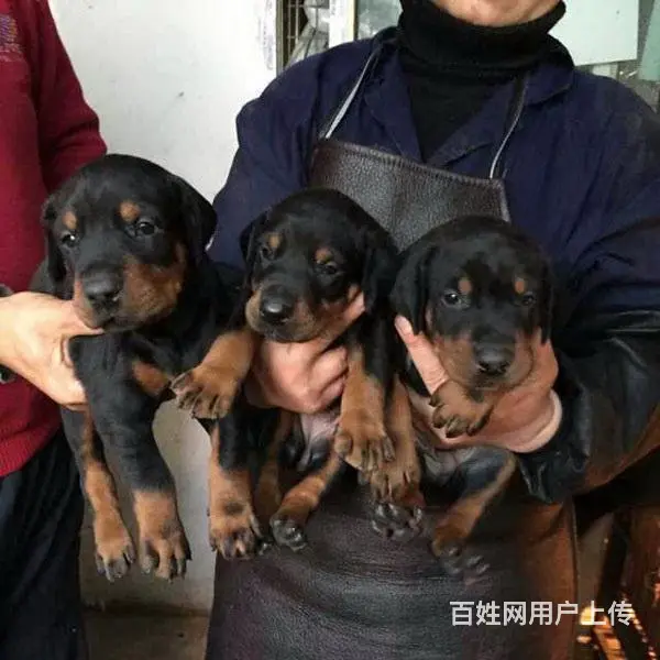 天门可以养杜宾吗？买只杜宾多少钱 - 图片 2
