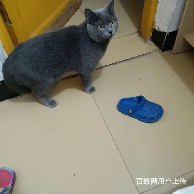 淘气蓝猫抱回家随便撸 - 图片 9