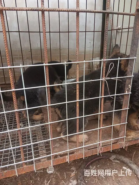 双血统德国牧羊犬 - 图片 6