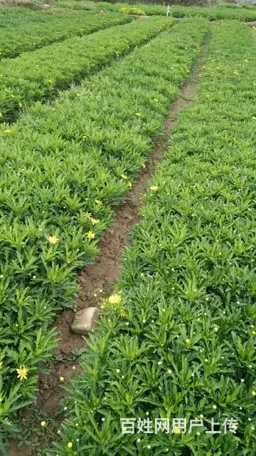 木春菊50万现货，自家基地直销 - 图片 5