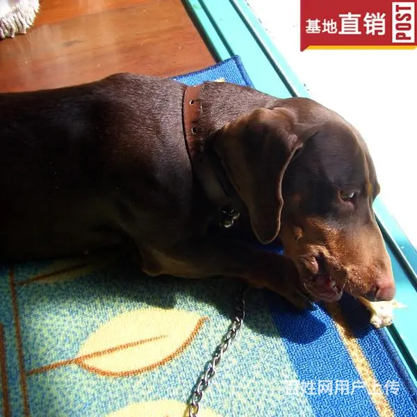 玉林【十年老店】常年繁殖优质血统腊肠犬幼犬 - 图片 11