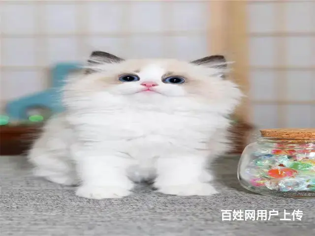 常州自家猫舍繁殖多少钱一只蓝双色布偶猫 - 图片 1
