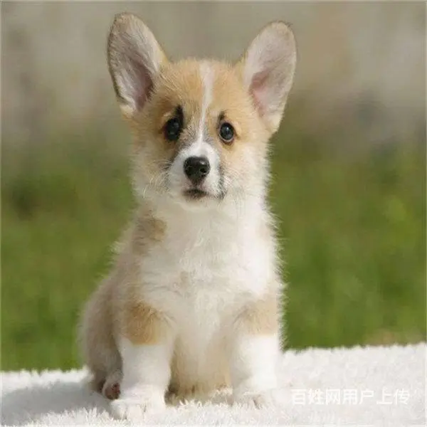 精品威尔士柯基犬出窝 三色柯基犬 纯种健康柯基犬 - 图片 10