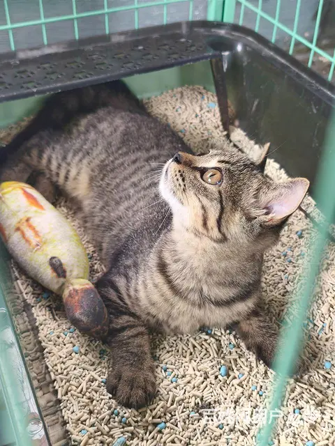 狸花猫 - 图片 1