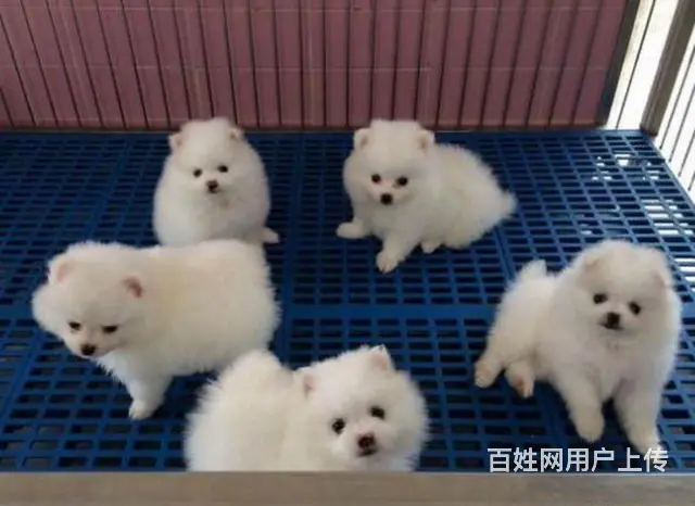 @（女神必选博美幼犬）精品小小可爱哦 - 图片 4