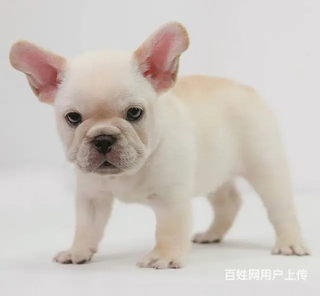 出售法国斗牛犬 包纯种血统健康 可签协议 - 图片 7