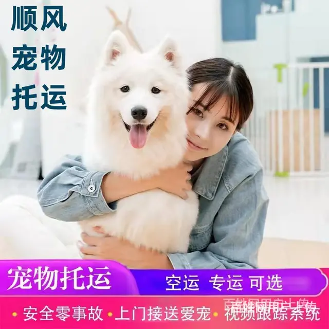 自贡荣县宠物托运（猫狗）活体邮寄快递（2022宠物运输 ）今 - 图片 1