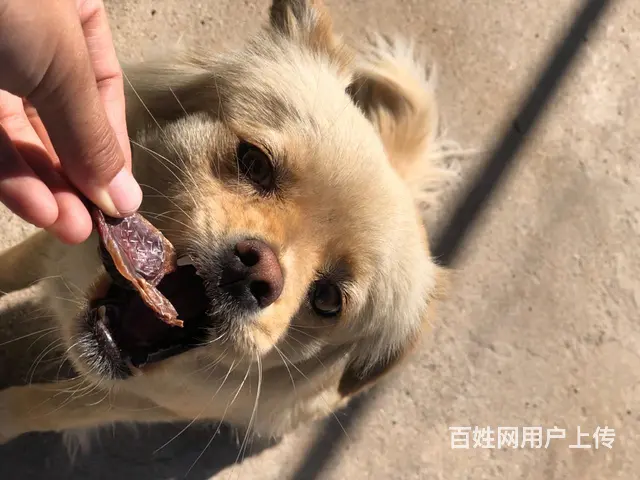 烘干鸡珍宠物零食纯手工制作 - 图片 4