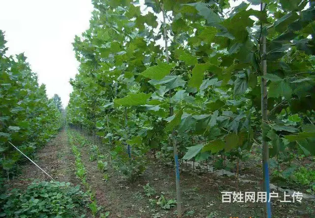 旅顺附近价格便宜法国梧桐法桐批发 - 图片 1