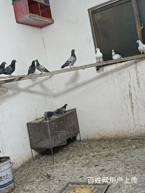 信鸽，肉鸽 - 图片 1