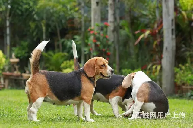 纯种健康比格犬   赛级血统    购买签订活体协 - 图片 9