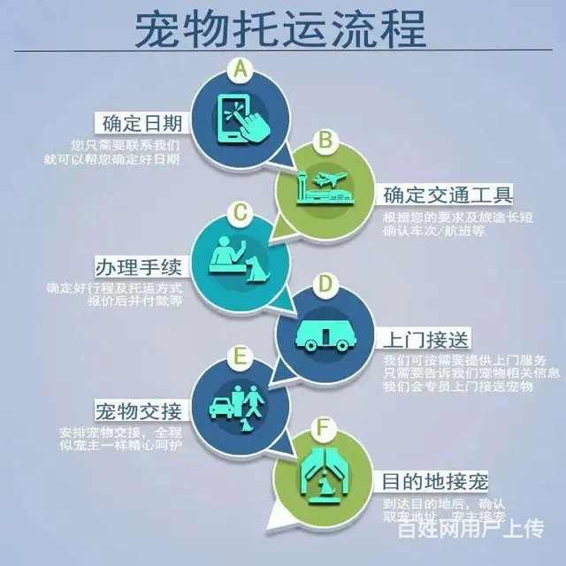 江阴到成都宠物托运汽车 ）宠物狗猫 格子兔子荷兰猪 - 图片 2