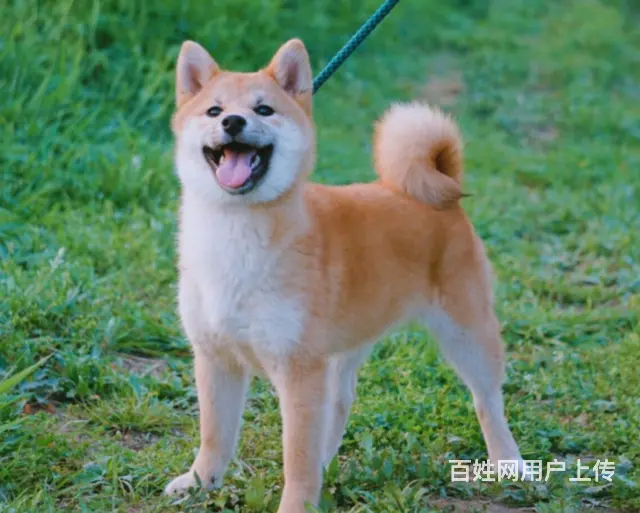 柴犬幼犬、纯种日系柴犬、黑赤色大骨骼、白嘴巴柴犬 - 图片 7
