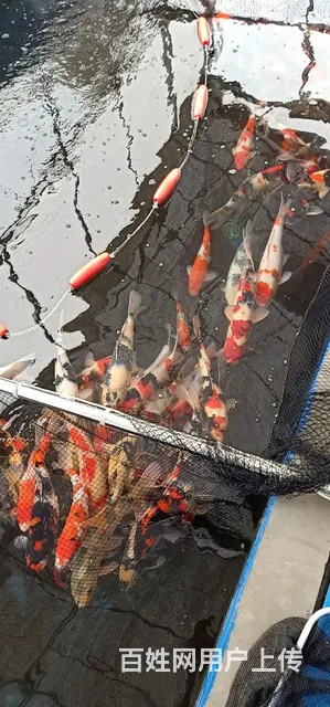 苏州永乐锦鲤常年出售锦鲤鱼 - 图片 12